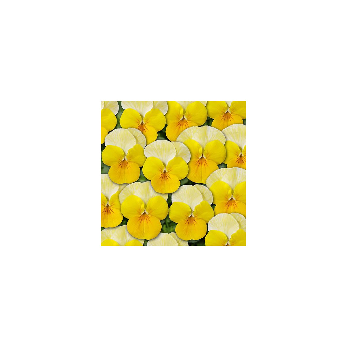 Violka Ice Babies F1 Golden Yellow - Viola cornuta - osivo violky - 20 ks