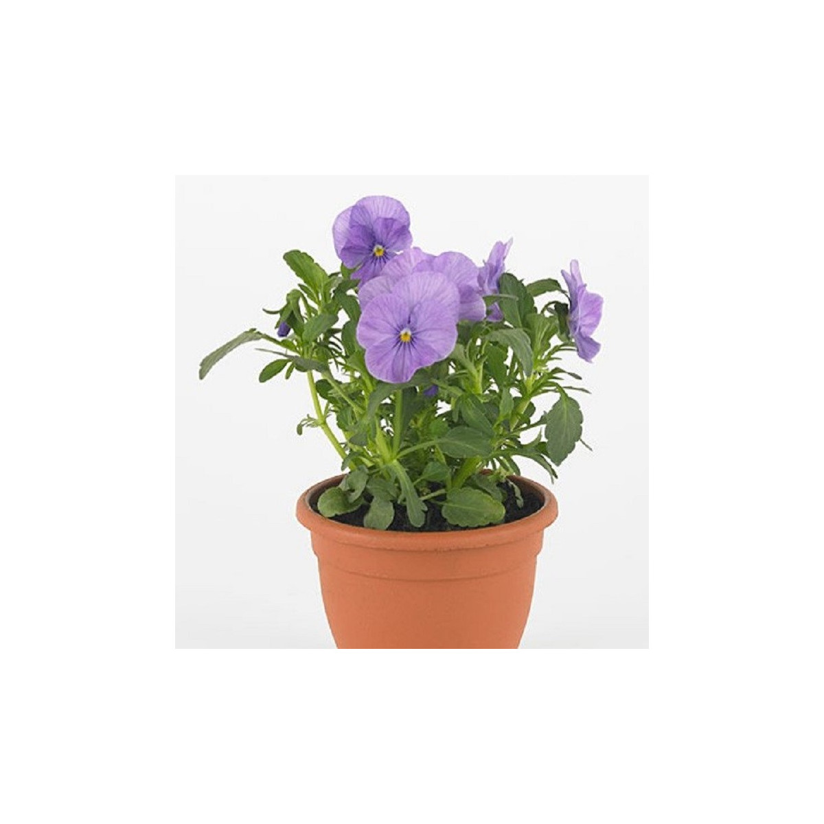 Violka Twix F1 Lavender Shades - Viola cornuta - osivo violky - 20 ks