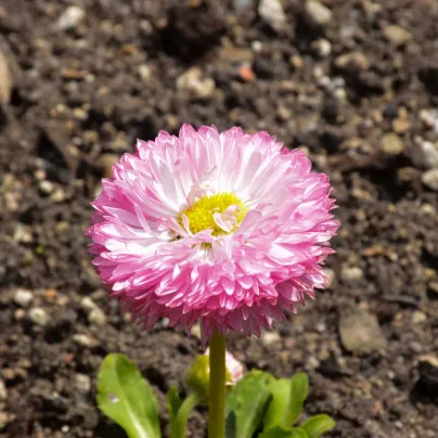 Sedmikráska chudobka Robella - Bellis perennis - osivo sedmikrásky - 40 ks