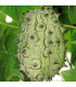 BIO Kiwano - Cucumis metuliferus - bio osivo kiwana - 7 ks