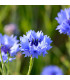 BIO Chrpa modrá - Centaurea cyanus - bio osivo chrpy - 30 ks