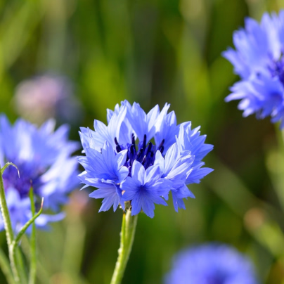 BIO Chrpa modrá - Centaurea cyanus - bio osivo chrpy - 30 ks
