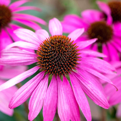 Třapatka Primadonna Deep Rose - Echinacea purpurea - osivo třapatkovky - 15 ks