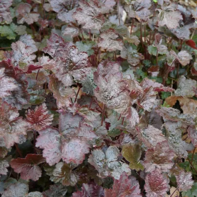 Dlužicha Palace Purple - Heuchera micrantha - osivo dlužichy - 20 ks