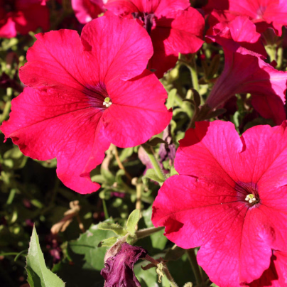 Petúnie Cascadini F1 Rose - Petunia x atkinsiana - osivo petúnie - 15 ks