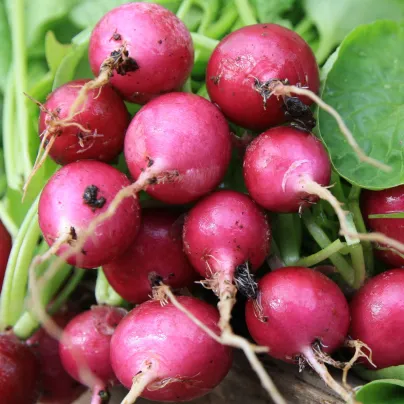 Semena ředkvičky Ester F1 - výsevný pásek - 5 m