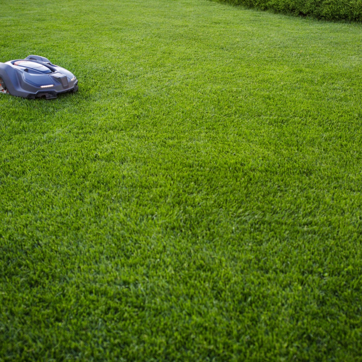 Trávník Comfort pro robotické sekačky - osivo Kiepenkerl - 1 kg