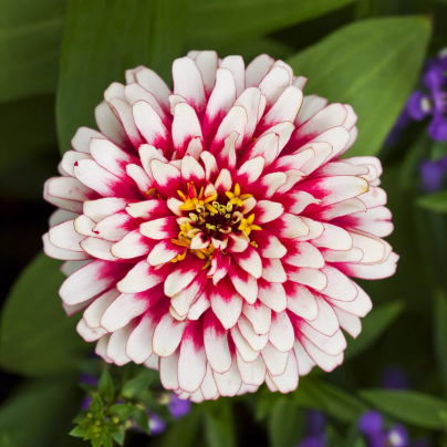 Ostálka Flamenco - Zinnia elegans - osivo ostálky - 50 ks