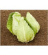 BIO Zelí bílé Eersteling - Brassica oleracea - bio osivo zelí - 20 ks