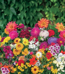 Směs nízkých květů – výsevný disk – snadné pěstování