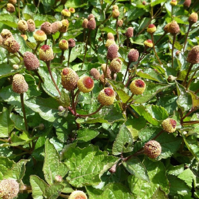Plamatka zelná - Spilanthes oleracea - osivo plamatky - 80 ks