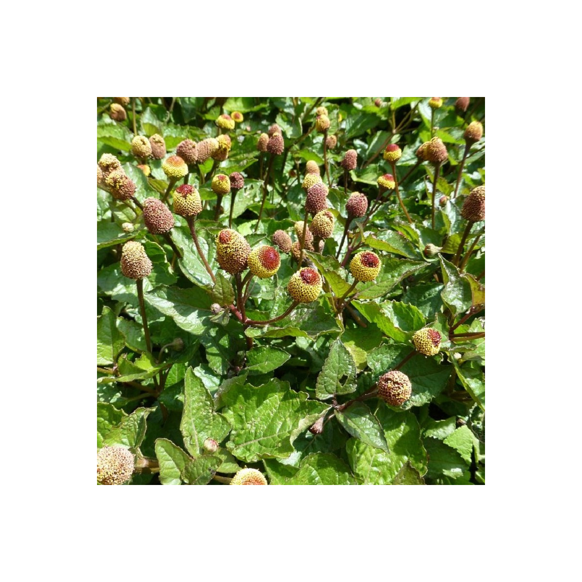 Plamatka zelná - Spilanthes oleracea - osivo plamatky - 80 ks