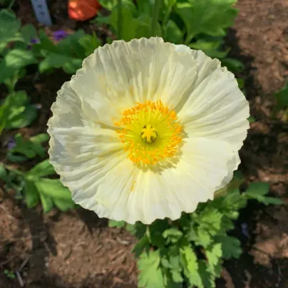 Mák Champagne Bubbles White - Papaver nudicaule - osivo máku - 20 ks
