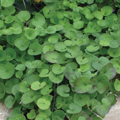 Stříbrný déšť Emerald Falls - Dichondra argentea - osivo stříbrného deště - 6 ks