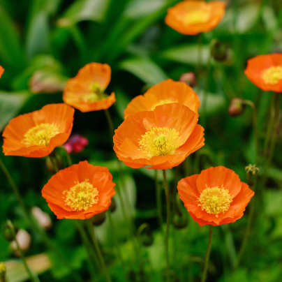 Mák Champagne Bubbles Orange - Papaver nudicaule - osivo máku - 20 ks