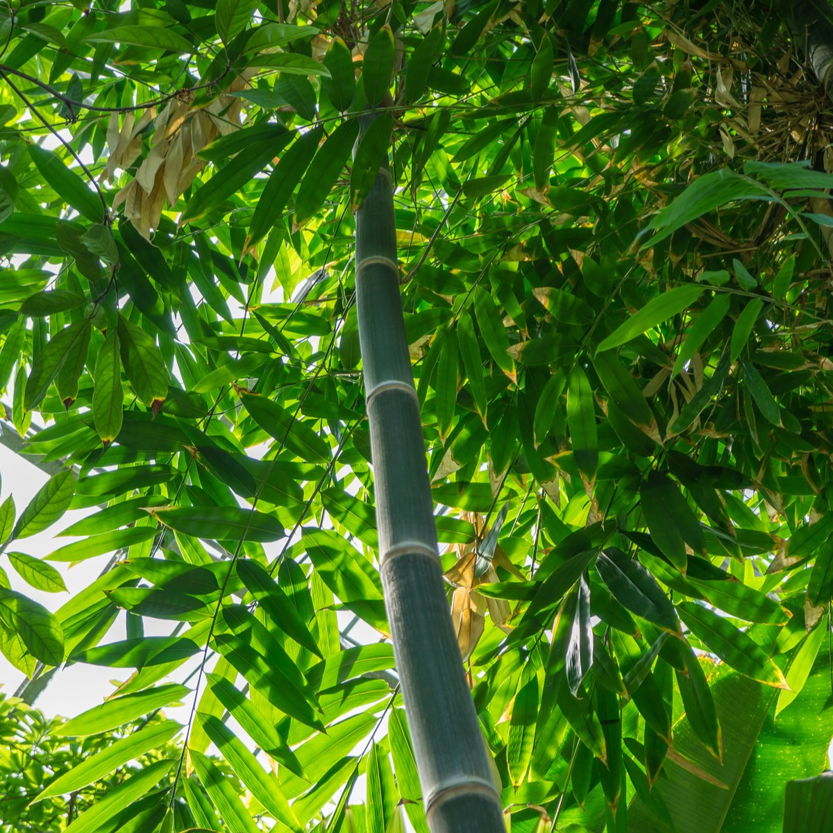 Bambus železný - Dendrocalamus Strictus - osivo bambusu - 2 ks