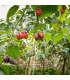 Rajčatový strom - Tamarillo - Cyphomandra betacea - osivo rajčatového stromu - 5 ks