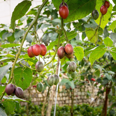 Rajčatový strom - Tamarillo - Cyphomandra betacea - osivo rajčatového stromu - 5 ks