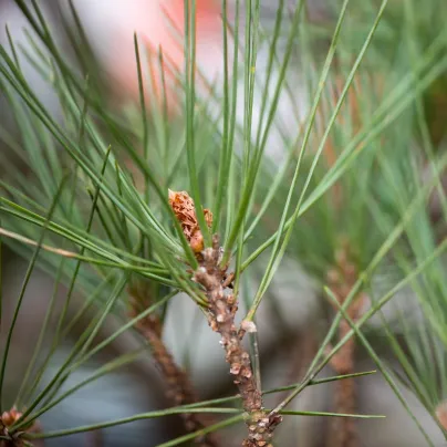 Borovice japonská černá - Pinus thunbergii - osivo borovice - 5 ks