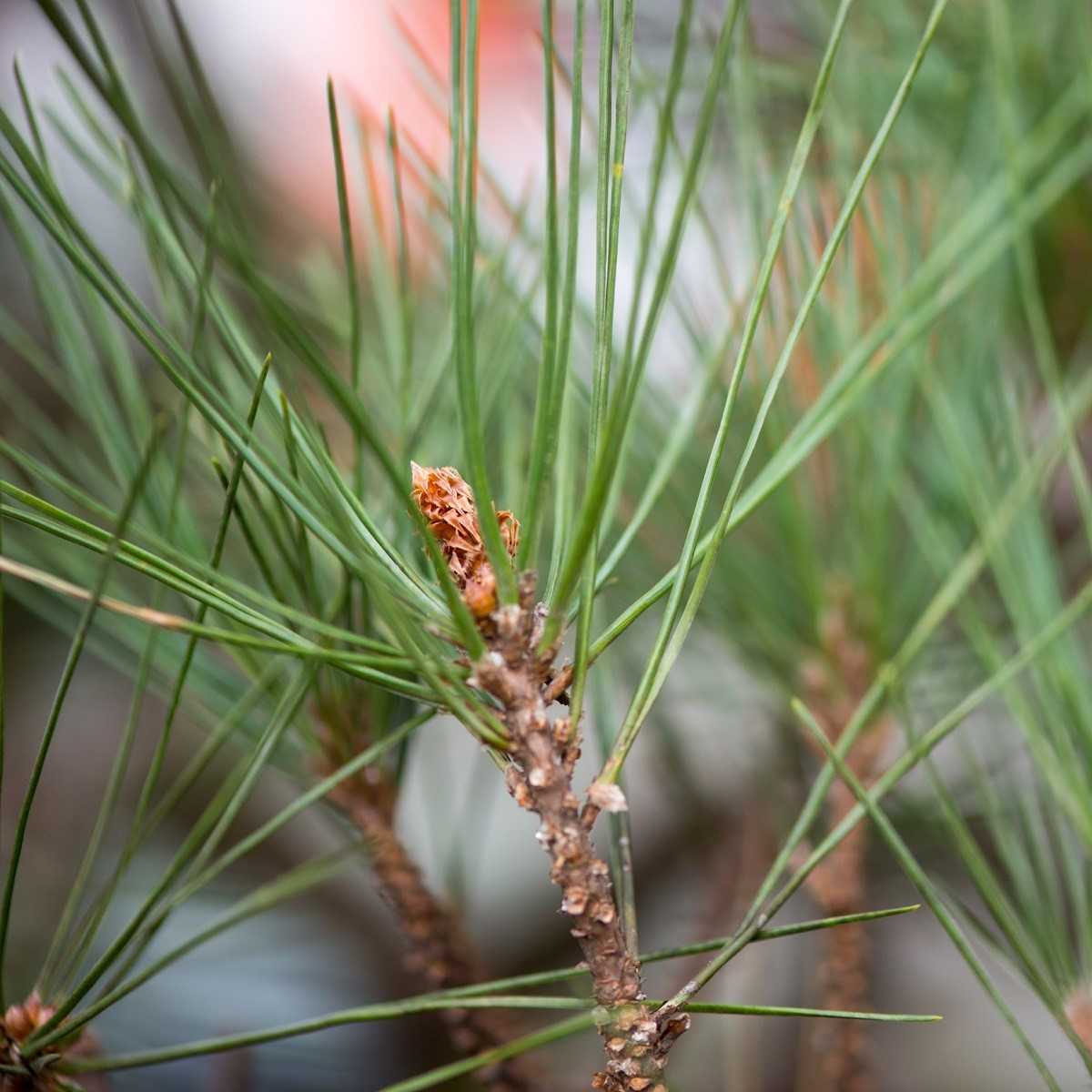 Borovice japonská černá - Pinus thunbergii - osivo borovice - 5 ks
