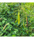 Divoká mimóza - Leucaena leucocephala - osivo mimózy - 7 ks
