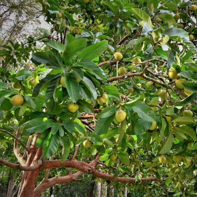 Dilenie indická - Dillenia indica - osivo dilenie - 12 ks