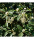 Olivovník libovonný - Osmanthus fragrans - osivo olivovníku - 5 ks