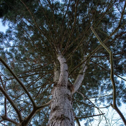 Borovice černá - Pinus nigra - osivo borovice - 4 ks