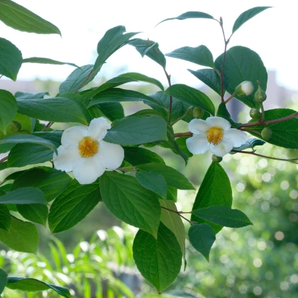 Čajovník čínský - Camellia sinensis - osivo čajovníku - 5 ks