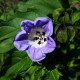 Lilík mochyňovitý - Nicandra physalodes - osivo lilíku - 30 ks
