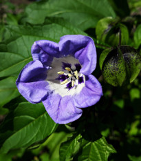 Lilík mochyňovitý - Nicandra physalodes - osivo lilíku - 30 ks