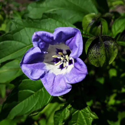 Lilík mochyňovitý - Nicandra physalodes - osivo lilíku - 30 ks