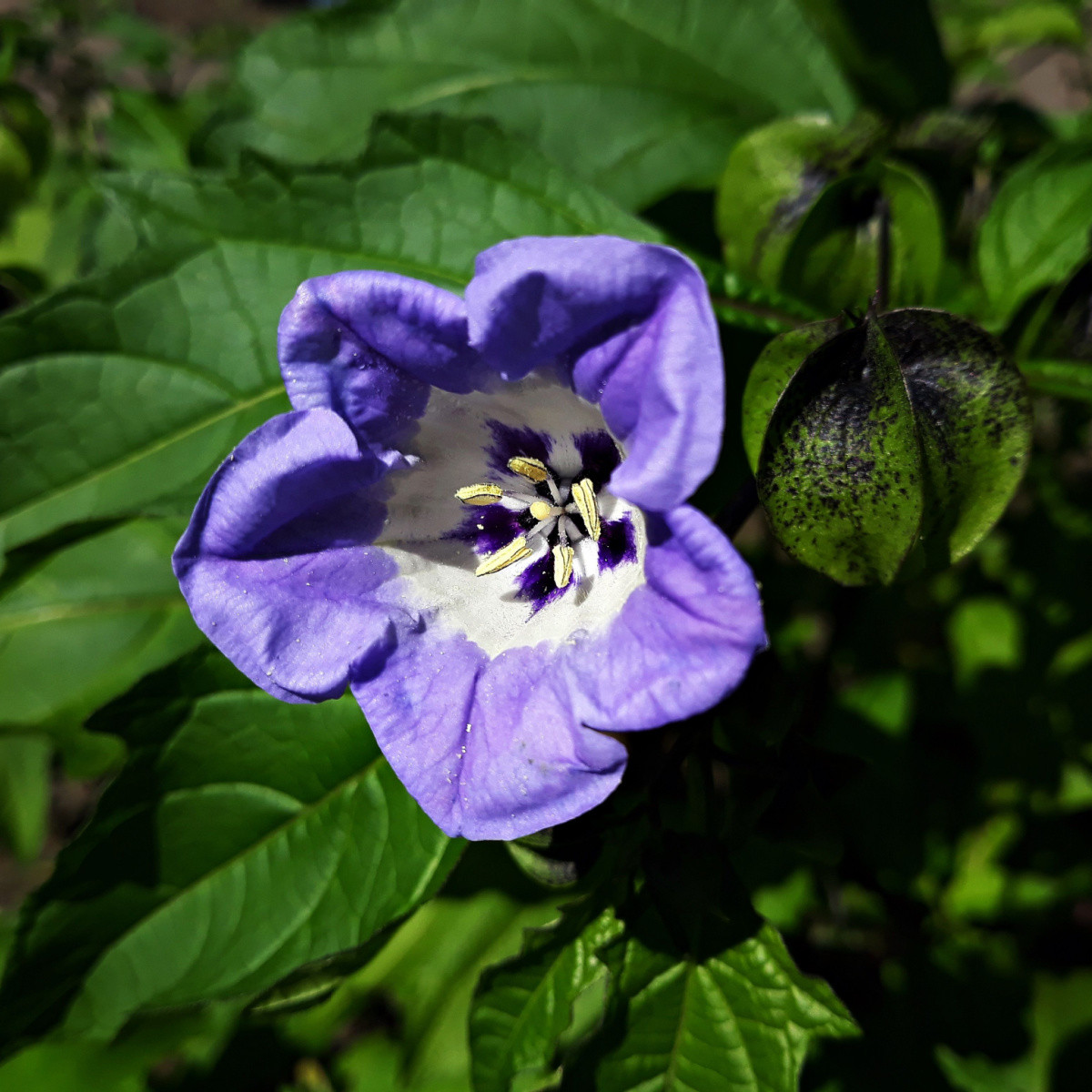 Lilík mochyňovitý - Nicandra physalodes - osivo lilíku - 30 ks