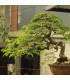 Tamarind indický - Tamarindus indica - osivo tamarindu - 5 ks