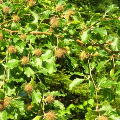 Buk lesní - Fagus sylvatica - osivo buku - 7 ks