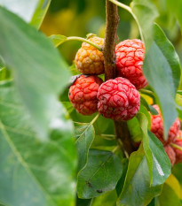 Kudranie - Maclura tricuspidata - osivo kudranie - 5 ks