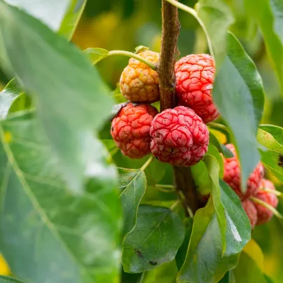 Kudranie - Maclura tricuspidata - osivo kudranie - 5 ks