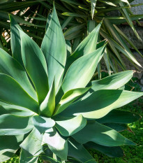 Agáve kalifornské - Agave deserti - osivo agáve - 18 ks
