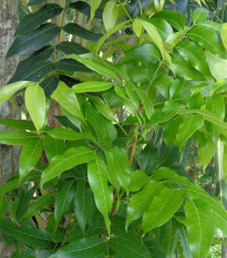 Mahagon - Swietenia mahagoni - osivo mahagonu - 15 ks