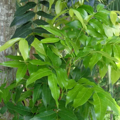Mahagon - Swietenia mahagoni - osivo mahagonu - 15 ks
