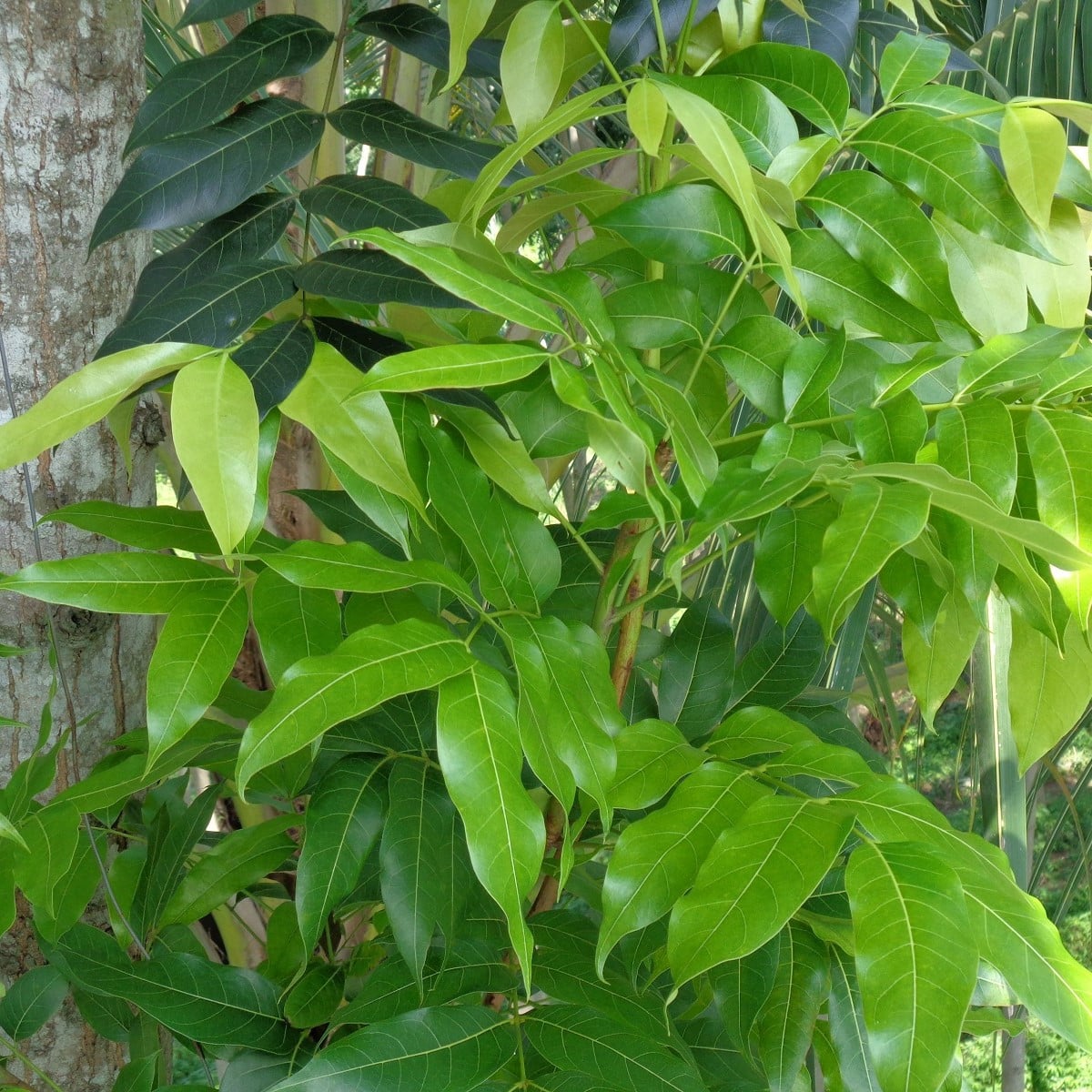 Mahagon - Swietenia mahagoni - osivo mahagonu - 15 ks