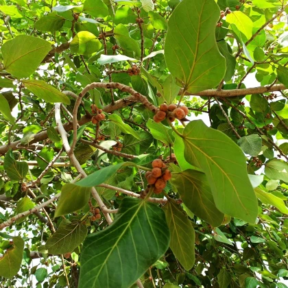 Fíkovník posvátný - Ficus religiosa - osivo fíkovníku - 5 ks