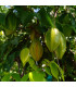 Karambola Bilimbi - Okurkový strom - Averrhoa carambola - osivo karamboly - 5 ks