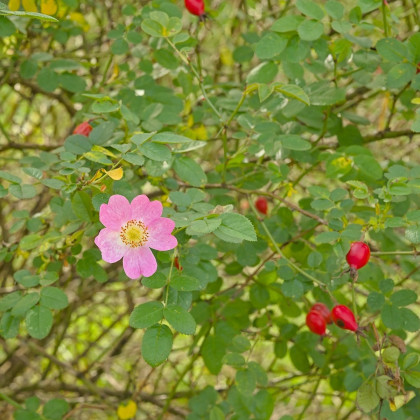 Růže šípková - Rosa canina - osivo růže - 5 ks