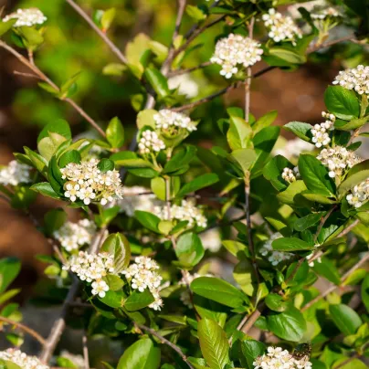 Aronie - Černý jeřáb - Aronia melanocarpa - osivo aronie - 7 ks