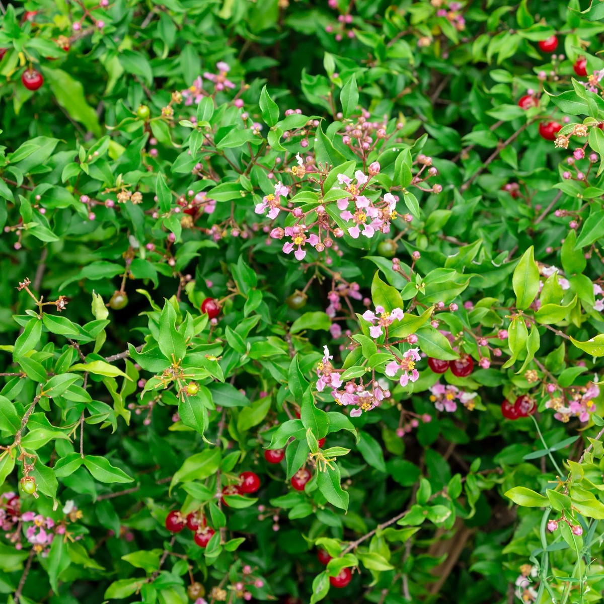 Acerola - Barbadorská třešeň - Malpighia glabra - osivo třešně - 4 ks