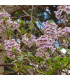 Paulovnie catalpifolia - Paulownia catalpifolia - osivo paulovnie - 15 ks