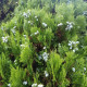 Túje orientální - Platycladus orientalis - osivo túje - 20 ks