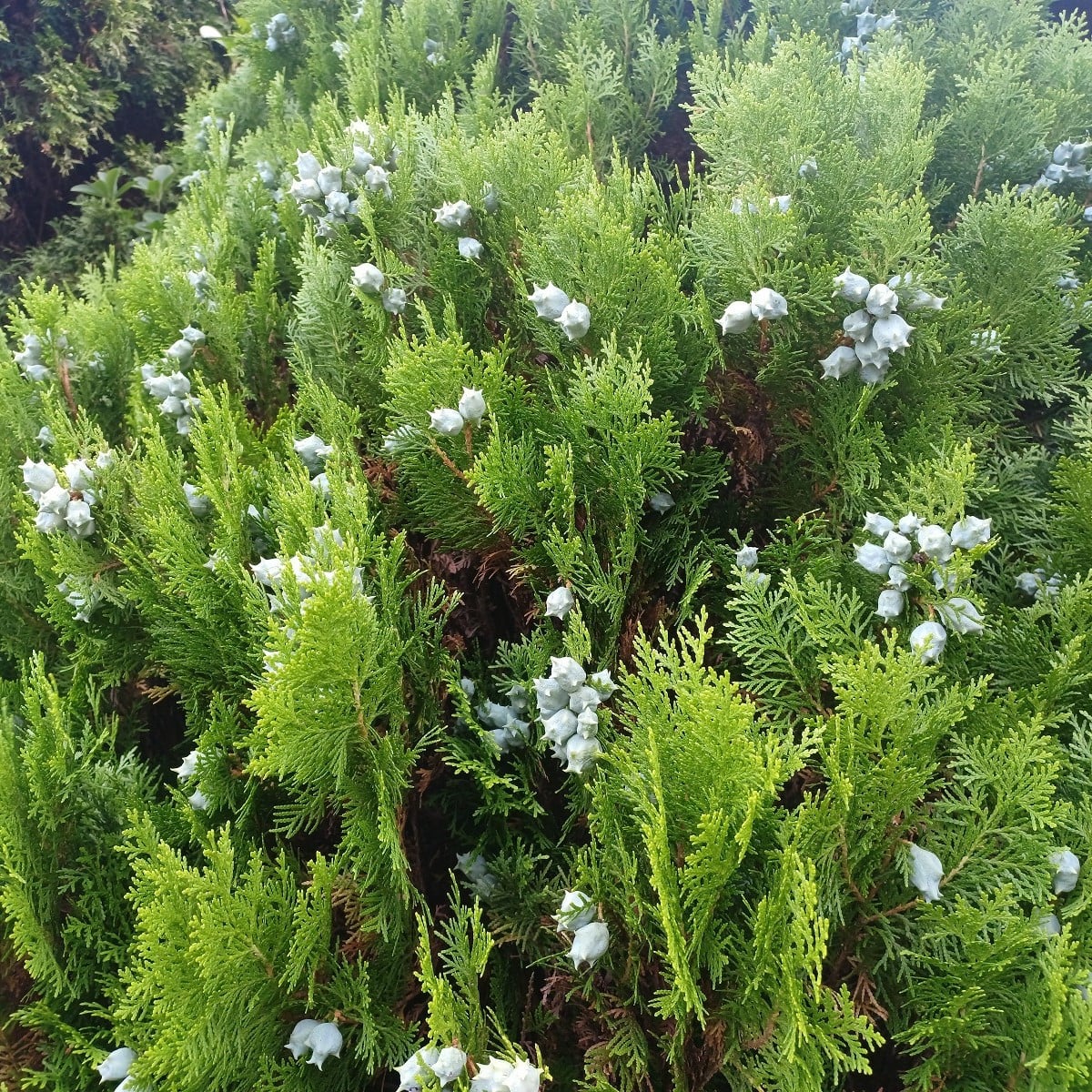 Túje orientální - Platycladus orientalis - osivo túje - 20 ks