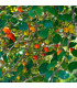 Surimajská třešeň - Martej jednokvětá - Eugenia Uniflora - osivo třešně - 2 ks